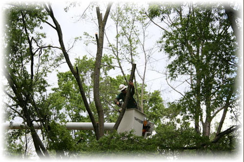 tree service NWA