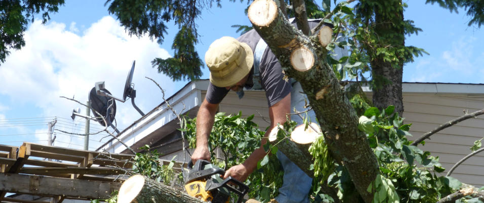 Tree service in springdale arkansas
