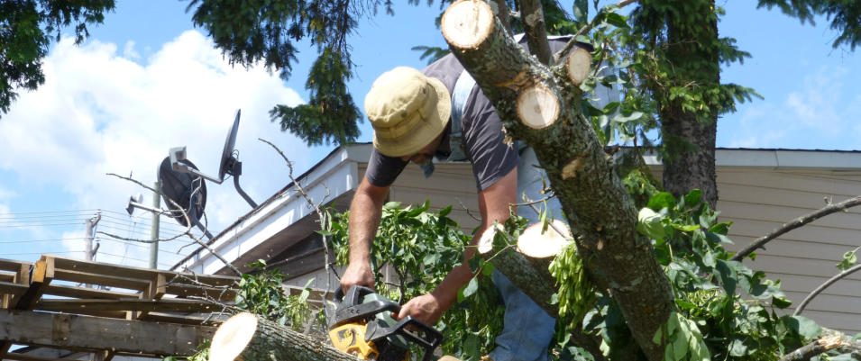 tree removal service northwest arkansas