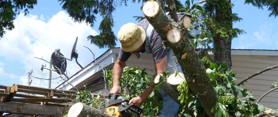 tree removal service northwest arkansas