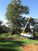 tree service using a bucket truck