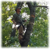 tree service company northwest arkansas